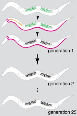 Novo mecanismo de hereditariedade altera teoria da evoluo