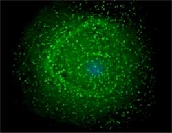 Cientistas desenvolvem tcnica para criar novas protenas