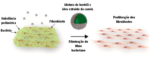 leo de hortel e canela curam feridas crnicas