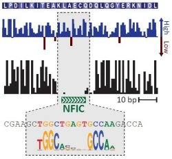 Clulas geneticamente idnticas comportam-se de forma diferente