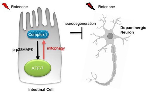 Intestino tem escudo de proteo contra Parkinson