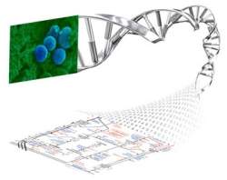 Alteraes nas bactrias intestinais protegem contra derrame