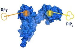 Metstase pode ser alvo mais promissor que tumor