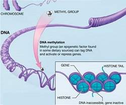 Descoberto mecanismo de transmisso da informao epigentica