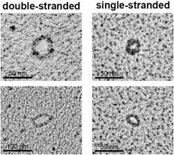 MicroDNA: descoberta uma nova entidade do DNA