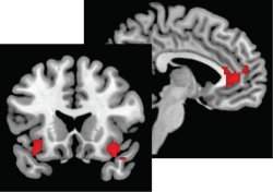 Neurofinanas desafiam pressupostos das teorias econmicas