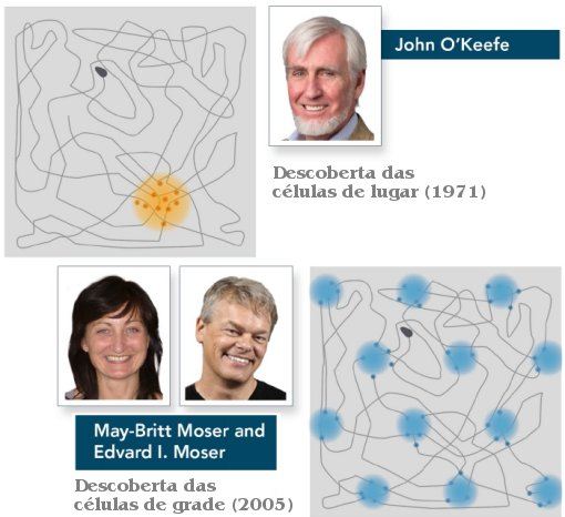 Nobel de Medicina premia descoberta do GPS do crebro