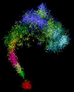 Clulas que isolam neurnios no crebro surpreendentemente heterogneas