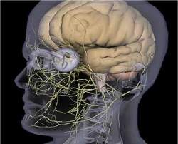 Paralisia cerebral: dos aspectos fsicos  incluso social