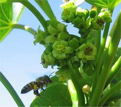 57 pesticidas diferentes esto matando abelhas