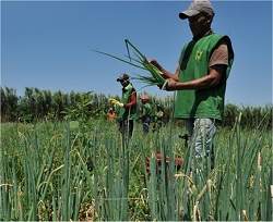 Orgnicos - Agricultores identificam-se com respeito ao meio ambiente e aos animais