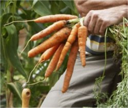 Cinco legumes e verduras que voc pode cultivar em casa