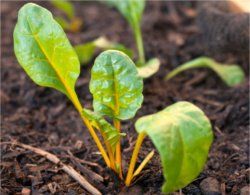 Cinco legumes e verduras que voc pode cultivar em casa