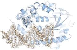 Descoberta enzima que detecta DNA fora do lugar