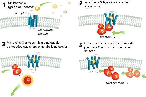 Nobel de Qumica vai para receptores de protenas