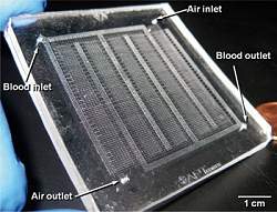 Micropulmo artificial poder ser implantado