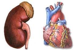 Gene do rim pode ser causa de insuficincia cardaca
