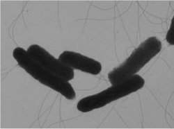 Bactria  programada para combater vrus