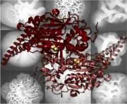 Cdigo gentico ambguo aumenta poder infeccioso de fungos