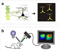 Sondas optogenticas geram imagens da atividade cerebral