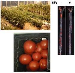 Tomate transgnico imita ao do colesterol bom