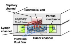 Chip com tumor vira cobaia artificial para o cncer