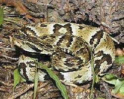 Picada de cobra poder ser tratada com spray nasal