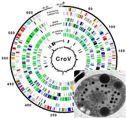 Cientistas descobrem vrus gigante