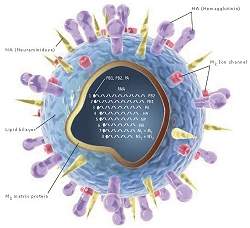 Estudo gentico prev mutaes futuras dos vrus da gripe
