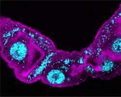 Bactria antiviral pode ser arma contra a dengue